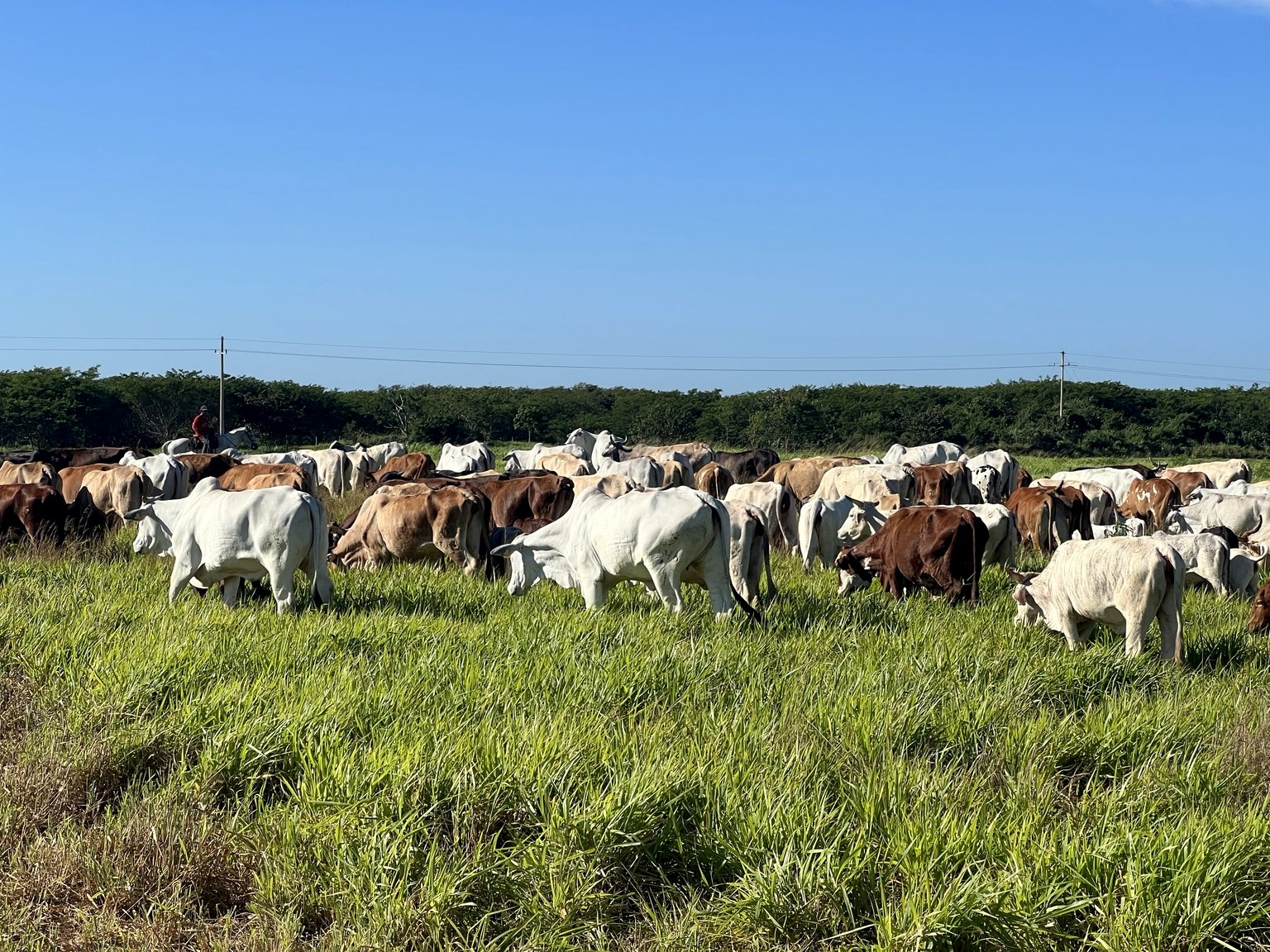 Ganado en praderas de Agricorp