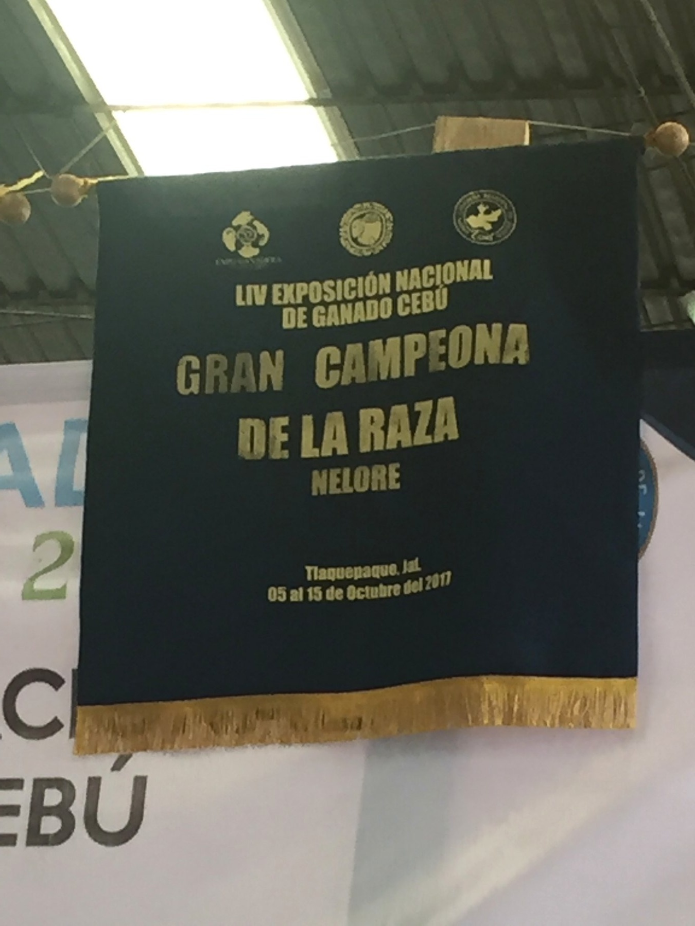 Gran Campeona de la raza Nelore