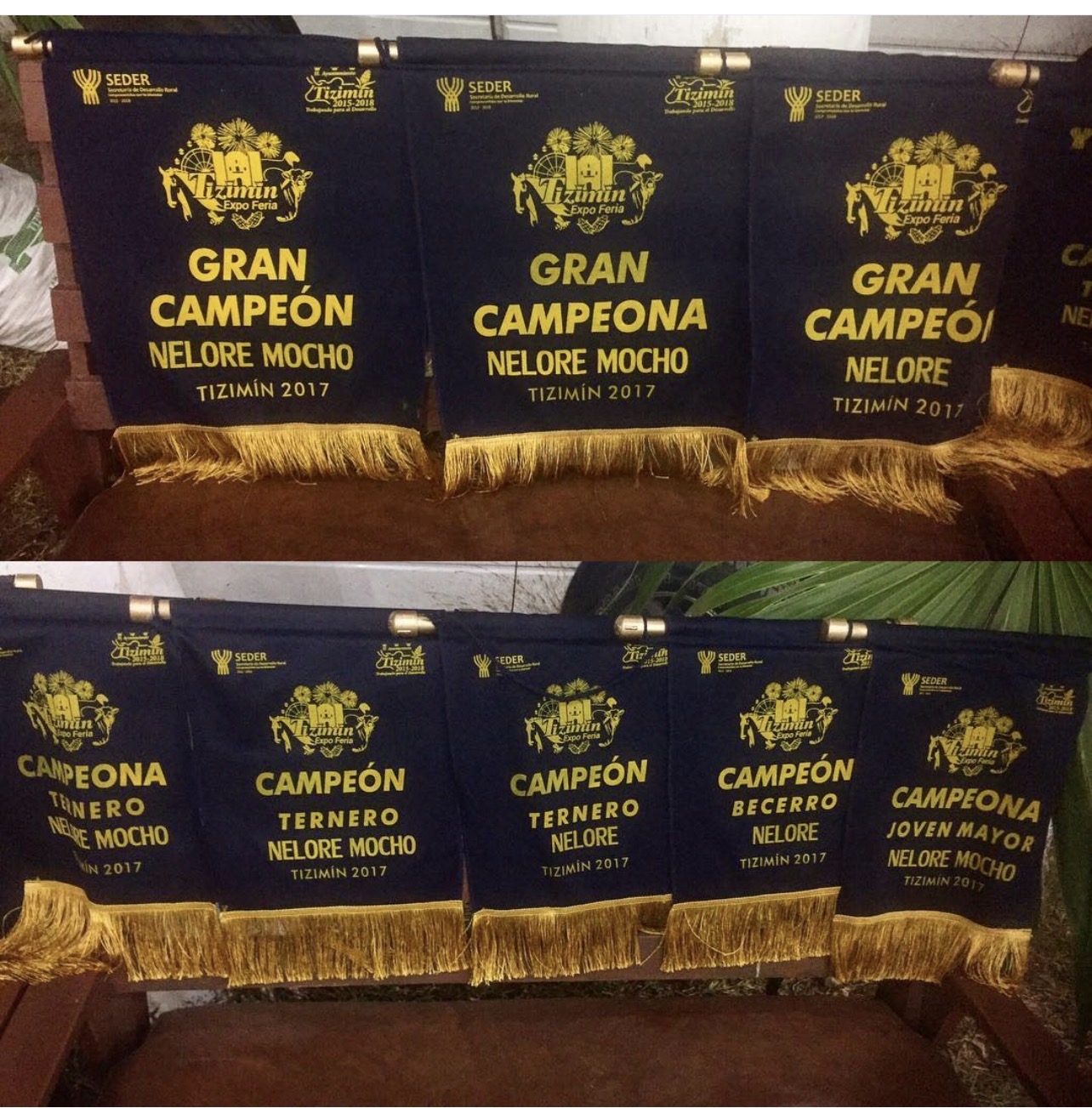 Banderines de campeonatos obtenidos por Agri Corp en Tizimín 2017