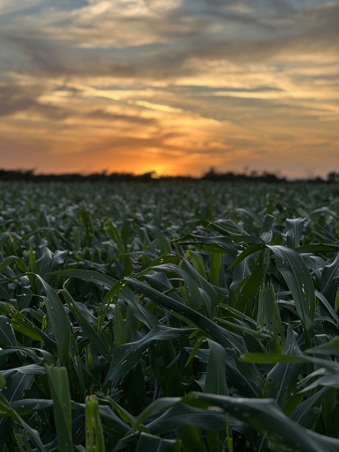 Cultivo de maíz al atardecer
